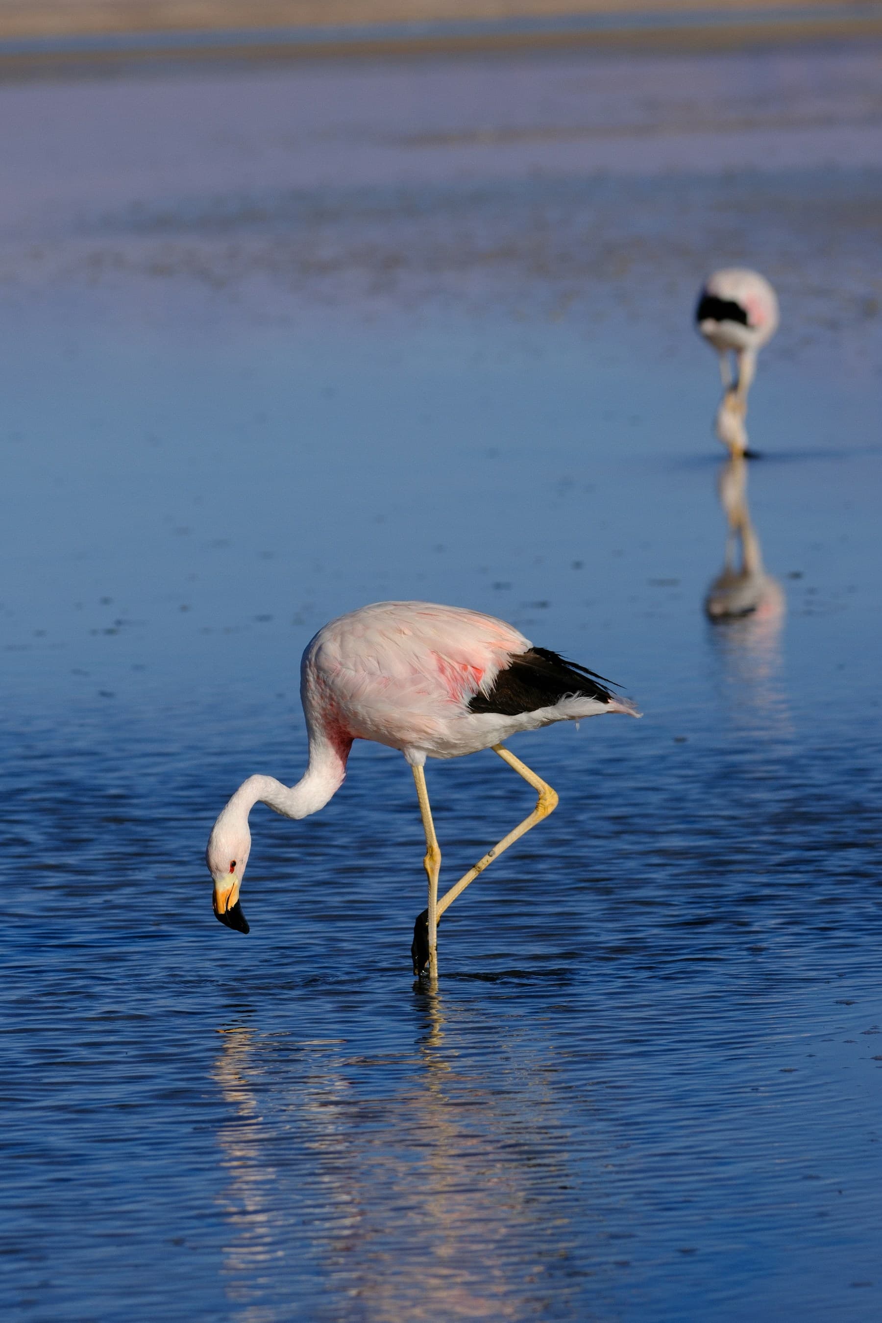 Flamencos alimentándose en las aguas poco profundas del Salar de Atacama