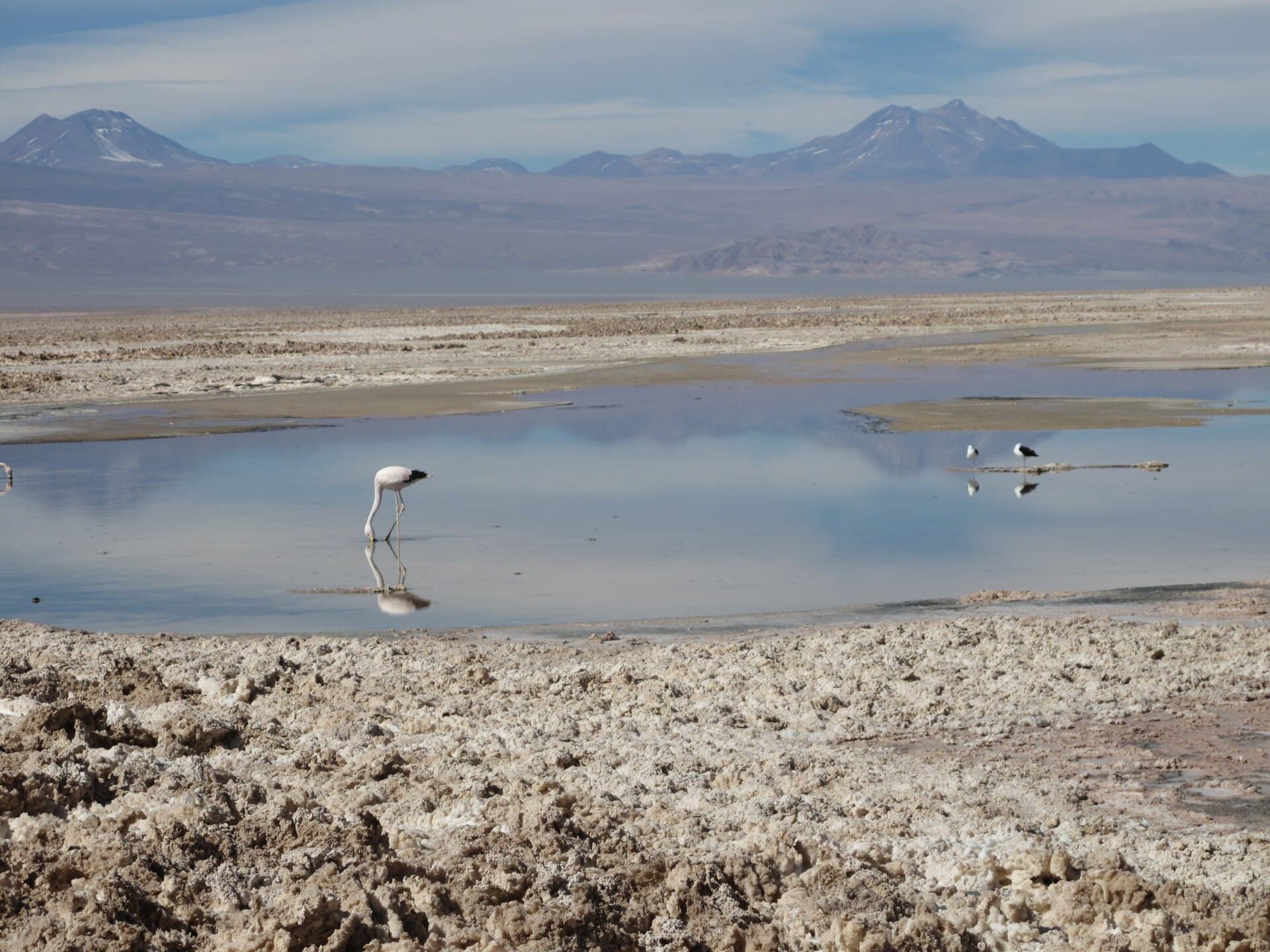 Flamencos en una laguna salina de la Reserva Nacional Los Flamencos