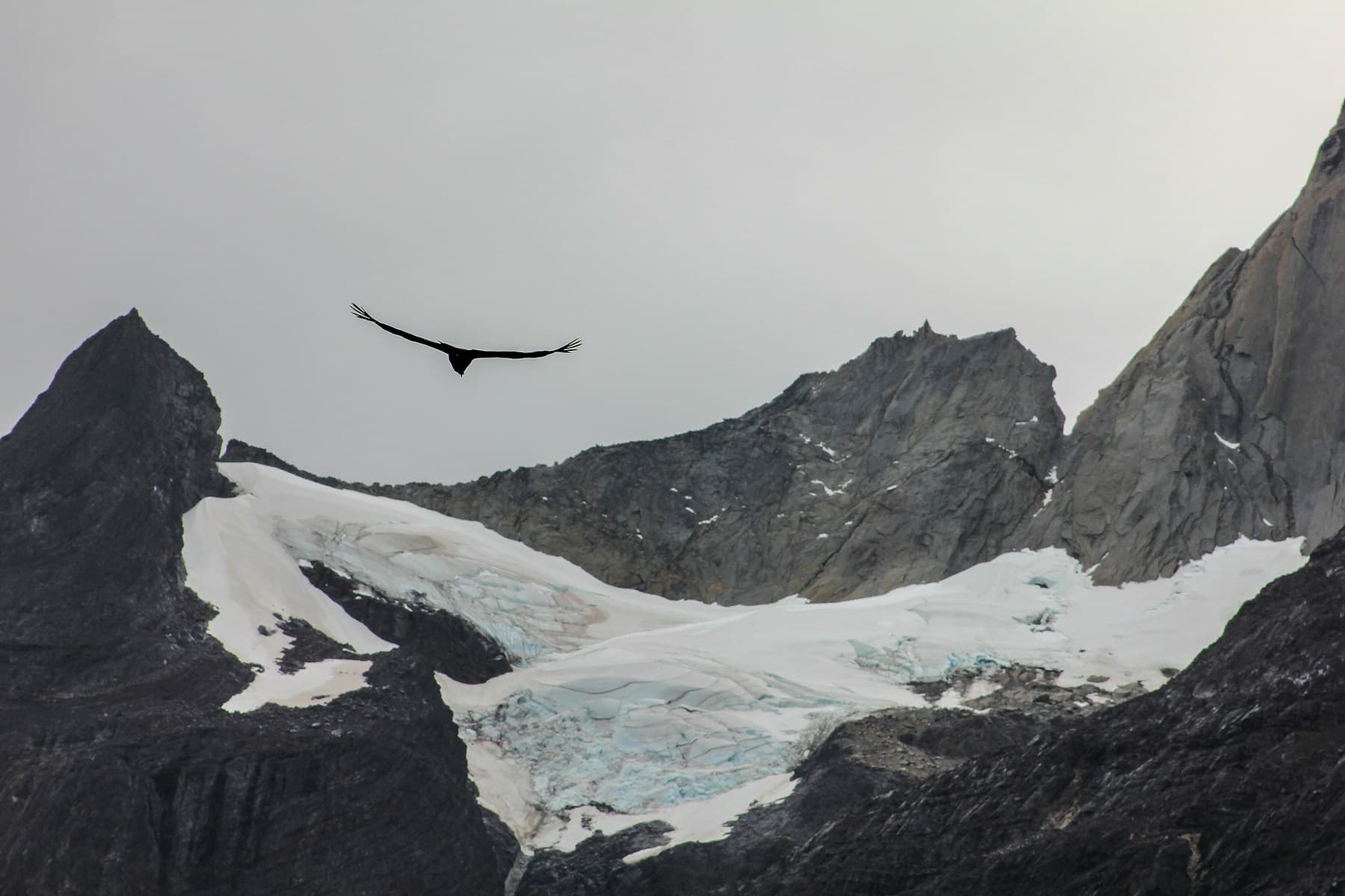 Cóndor andino volando frente a montañas nevadas de la Patagonia chilena